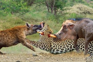 Loài động vật bị ghét nhất bỗng dưng trở thành ân nhân cứu sống lợn rừng khỏi nanh vuốt của báo hoa mai