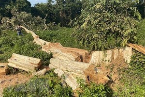 (Ảnh minh họa: Tường Quân/TTXVN)