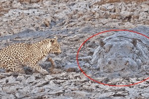 Đi săn bất ngờ gặp phải phục kích, báo hoa mai thể hiện bản lĩnh "tùy cơ ứng biến" một cách tuyệt vời