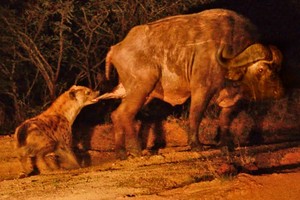 Trò đùa của số phận, trâu rừng hết bị sư tử vây bắt lại bị linh cẩu tấn công vào "chỗ hiểm"