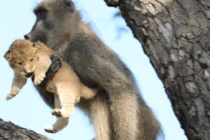 Phi vụ bắt cóc kỳ quặc