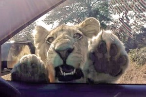 Chú sư tử có sở thích đập cửa sổ xe ô tô của du khách