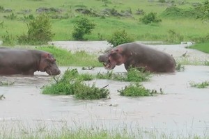 Không có đối thủ, cặp đôi "cục súc" nhất châu Phi tự quay sang khè nhau