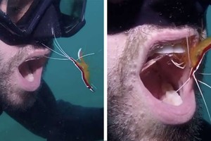 "Vị nha sĩ" ẩn cư dưới đáy đại dương và cái duyên kỳ ngộ hiếm có khó tìm của anh chàng thợ lặn may mắn