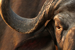 Màn cợt nhả của chú voi trước trâu rừng "không biết đùa" và cái kết