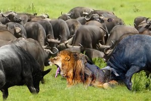 Ngạo nghễ nhà vua, 1 mình sư tử "cân kèo" với hơn 100 con trâu rừng