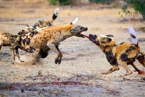 Cả một đời ngang ngược, linh cẩu bị kẻ thù dùng chính ngón đòn quen thuộc của mình truy sát