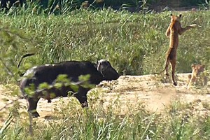 Giải cứu kỳ đà, "siêu anh hùng" trâu rừng không màng nguy hiểm húc sư tử bay lộn nhào trên không