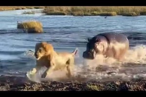 Vua sư tử khốn đốn giữa vòng vây của đàn hà mã "cục súc"