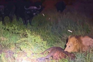 Độc lạ châu Phi, trâu rừng húc bay cả trâu con trước nanh vuốt của sư tử