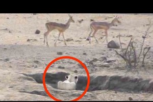 Màn săn mồi thất bại tệ hại nhất của Vua sư tử