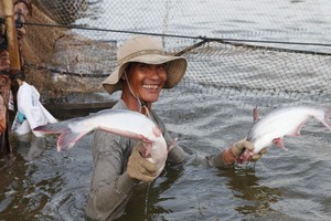 Tôm và cá tra là hai mặt hàng có tỷ trọng xuất khẩu lớn nhất của ngành thủy sản Việt Nam.