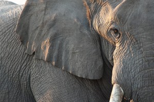 Quá đau lòng trước sự ra đi của đứa con, voi mẹ nhặt từng mảnh gỗ để xếp thành mô hình tưởng nhớ