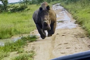 Ánh mắt lỡ chạm nhau, đoàn khách du lịch bị tê giác đuổi "bán sống bán chết"