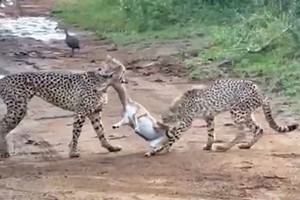 Mãn nhãn trước màn đua tốc độ và hạ gục con mồi cực kỳ ấn tượng của hai "báo thủ"