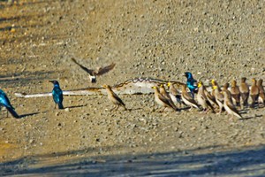 Báo thù cho đồng đội, đàn chim sáo trút hết nỗi căm hờn lên người con trăn khổng lồ