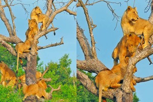 Bí ẩn đằng sau việc cả đàn sư tử bỗng nhiên rủ nhau đi trèo cây