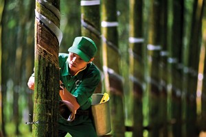 Giá mủ cao su đang neo ở mức thấp.