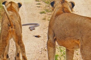 Chúa tể lì lợm, một mình chú thằn lằn bé nhỏ "chấp hết" từ rắn hổ mang cho đến sư tử
