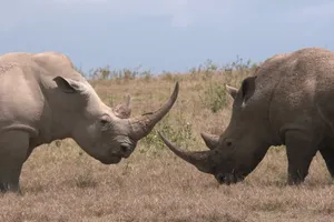 Màn đọ sừng long trời lở đất giữa hai con tê giác khổng lồ