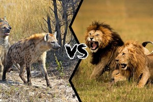 Cuộc tập kích bất ngờ của đàn linh cẩu đói khát nhằm vào bầy sư tử