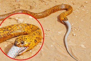 Hổ mang chúa Nam Phi thể hiện vị thế vua của các loài rắn độc