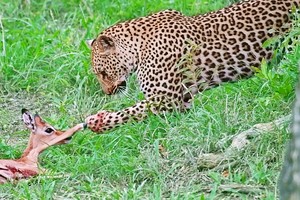 Nỗ lực cứu giúp linh dương impala của báo hoa mai và âm mưu hiểm độc đằng sau