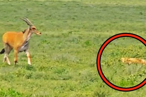 Sự thật "cảm lạnh" khiến con linh dương to lớn nhất châu Phi tự động dâng hiến cho đàn sư tử