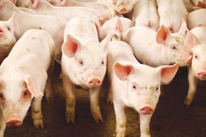 Ngành chăn nuôi lợn đang chịu khó khăn kép.