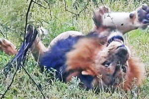 Vua sư tử, thành viên của clan đáng sợ nhất châu Phi cũng phải "chào thua" trước sinh vật tý hon