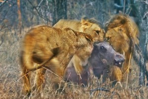 Đàn sư tử hợp sức kéo con lợn bướu ra khỏi hang 