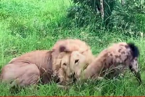 Linh cẩu "lạc lối" trong vòng tay của Vua sư tử