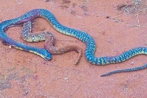 Rắn hổ mang hai đuôi và bí mật "kinh dị" đằng sau