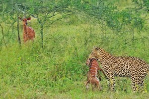 Chiến thuật "độc, lạ" giải cứu con của linh dương Nyala mẹ trước nanh vuốt của báo hoa mai