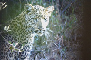 Cuộc chạm trán đầy bất ngờ với báo hoa mai và bài học "xương máu" đối với khách du lịch