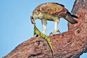 Số phận hẩm hiu của cá sấu sông Nile khi gặp phải loài đại bàng hùng mạnh nhất bầu trời châu Phi