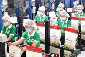 Giá gạo xuất khẩu đang ở vùng đỉnh hơn 2 năm qua