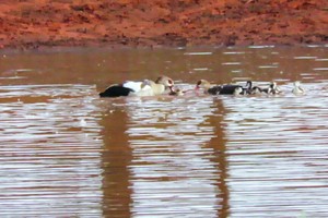 Bị phục kích bất ngờ, ngỗng Ai Cập hóa thân thành chiến binh dìm chết đối thủ