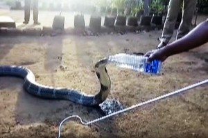 Độc lạ Ấn Độ, người đàn ông cho rắn hổ mang chúa uống nước bằng chai
