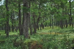 Rừng thông do Công ty cổ phần Hà Phong quản lý bị khoan lỗ, đổ hóa chất