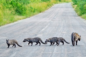 Đoàn khách du lịch đứng hình trước cảnh tượng hiếm gặp