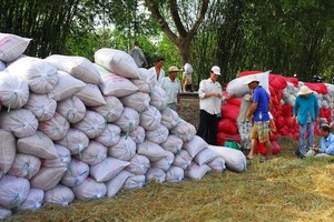 Bộ Công thương đề nghị các doanh nghiệp tránh mua gom ồ ạt gây bất ổn thị trường, mất cân đối cung cầu cục bộ đẩy giá lúa gạo trong nước tăng bất hợp lý.