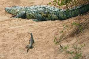 Ma lanh như kỳ đà, "cắn trộm" cá sấu ở tận trong ổ