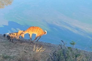 Bị dồn đến đường cùng, linh dương quyết tâm "đồng quy vu tận" với chó hoang và cái kết bất ngờ