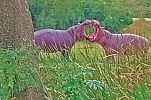 Hai chú hà mã biến sân golf thành đấu trường sinh tử