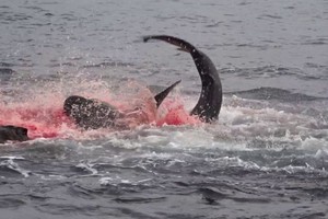 Pha săn mồi nhanh, gọn, dứt khoát của cá mập Galapagos "nhuộm đỏ" cả một góc đại dương