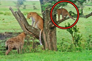 Loài động vật khiến cả gia đình nhà báo hoa mai phải sợ hãi, co ro trốn trên cành cây