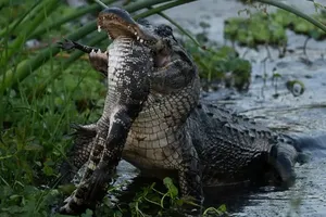 Vừa ăn thịt đồng loại xong, một con cá sấu đã bị đồng loại khác xơi tái