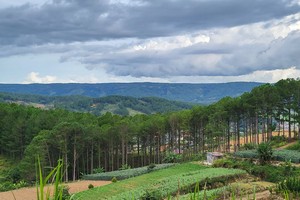 Lâm Đồng: Để mất 1.200 m2 rừng, Công ty Lê Thùy cam kết bồi thường