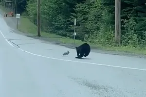 Gấu đen đua tốc độ cùng thỏ non và cái kết giới chuyên gia cũng phải bất ngờ